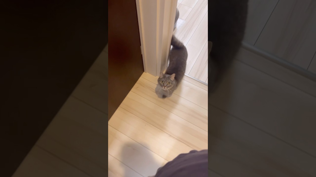 猫がずっとついてくる理由が...#shorts #猫 #マンチカン