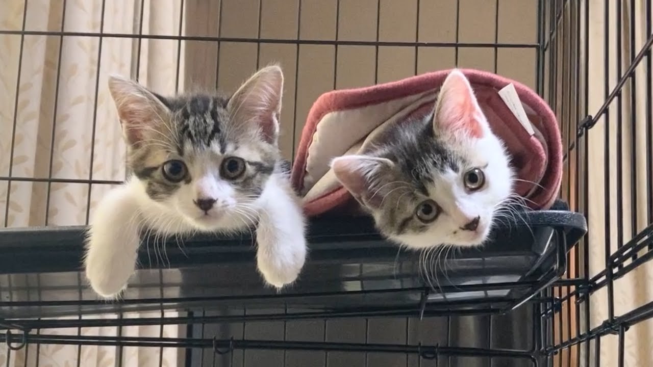 ヤンチャ盛りの子猫たちが遊ぶ可愛い姿をご覧ください
