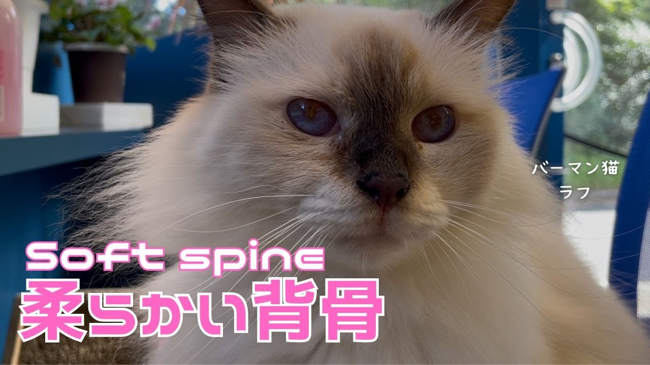 バーマン猫ラフ【柔らかい背骨】Soft spine（バーマン猫）Birman/Cat