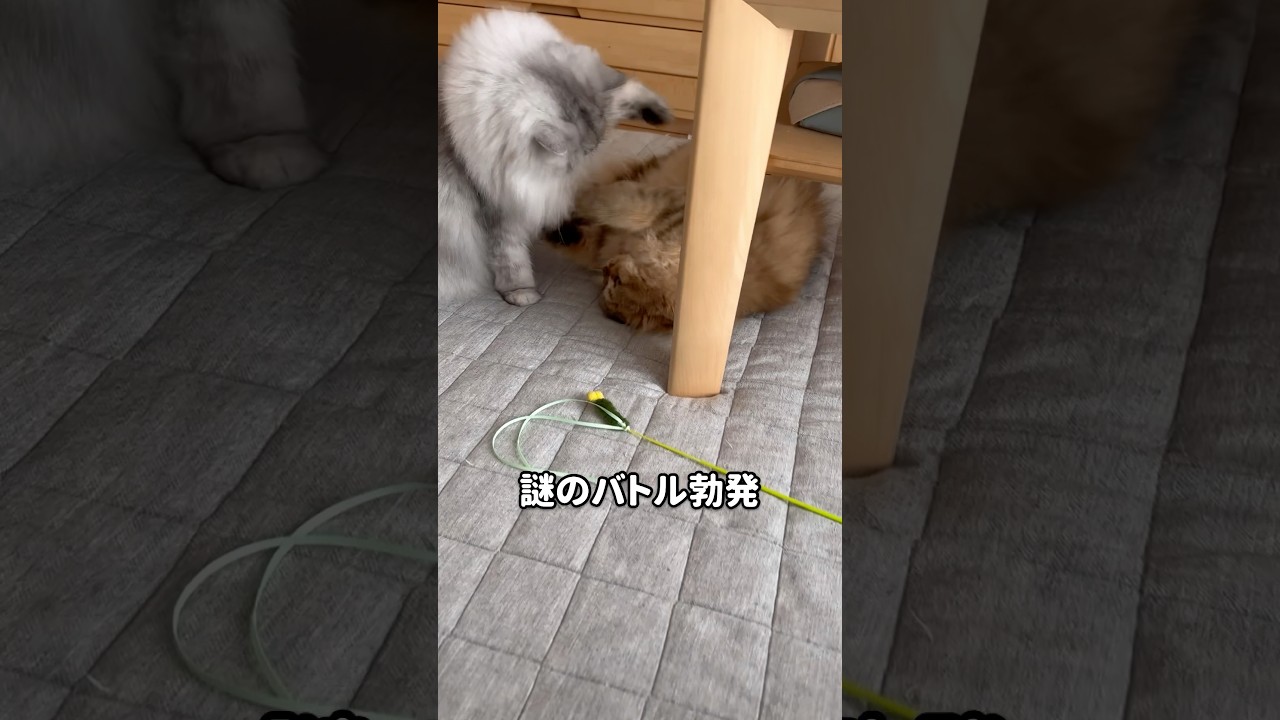 よく見かける猫兄妹バトル 【サイベリアン】 #Shorts
