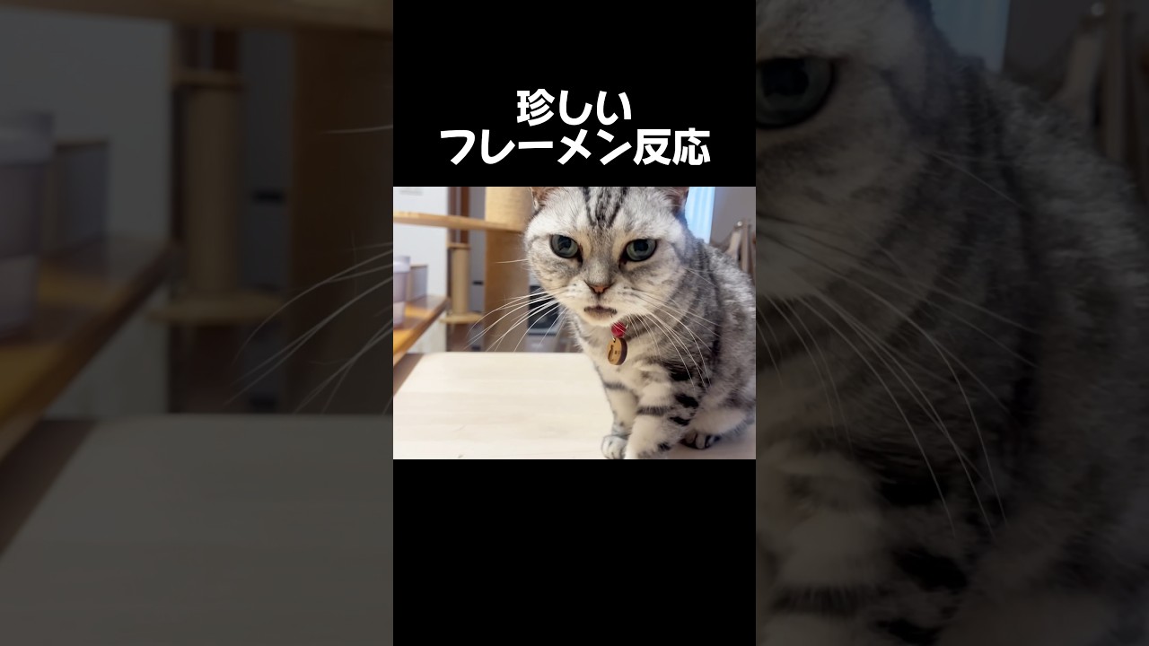 アメリカンショートヘアのあいちゃんは知っている #猫 #アメリカンショートヘア #shorts