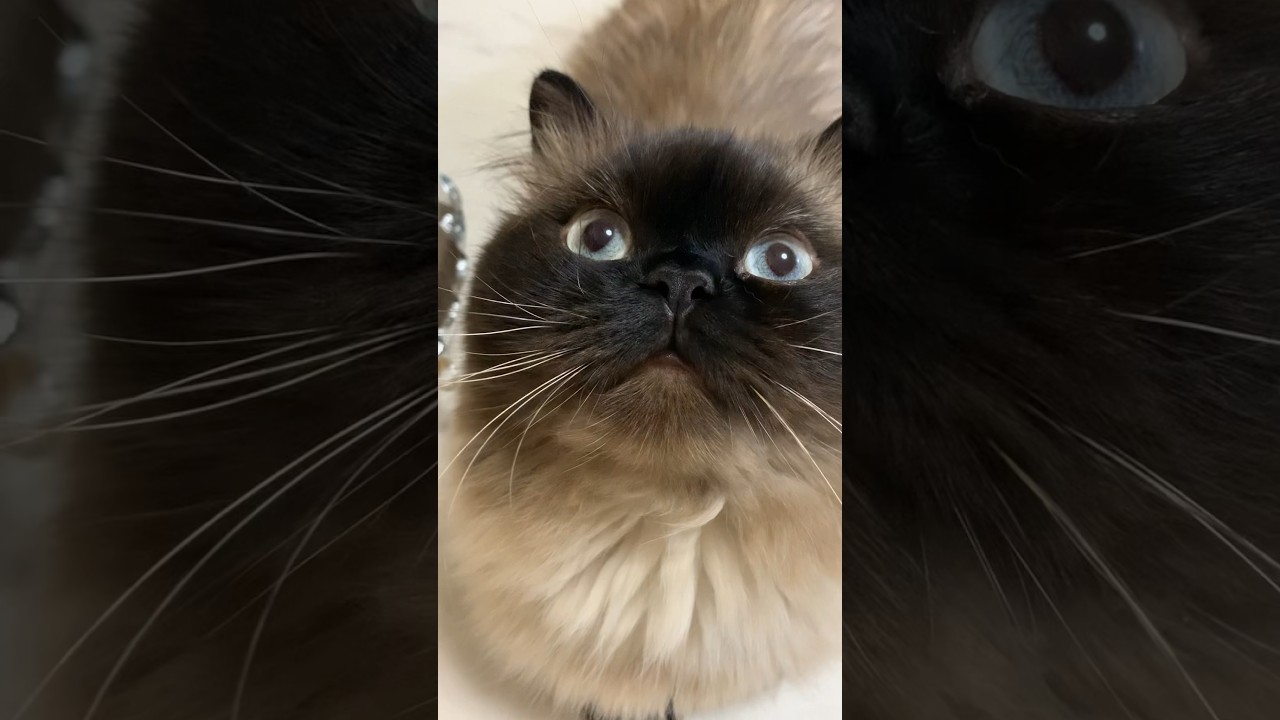 おもちゃパーンチ！ #猫 #ヒマラヤン #猫のいる生活 #shorts