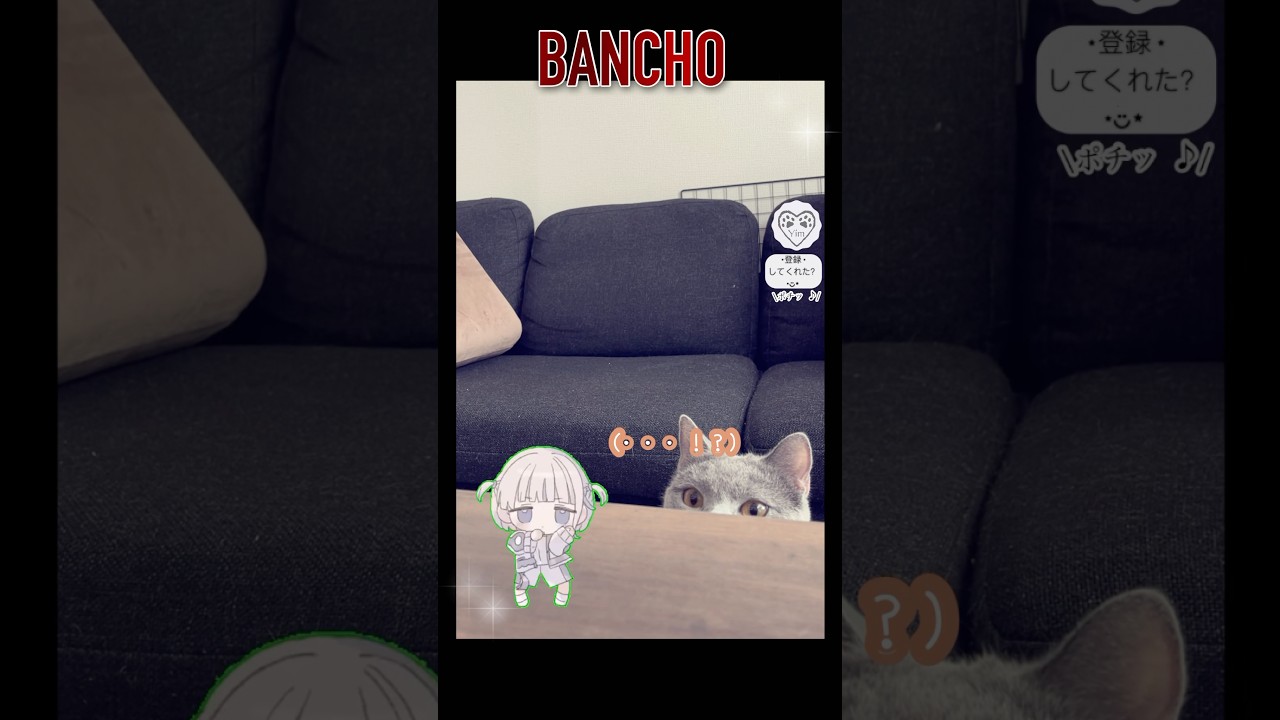 【うちの 猫 未知との遭遇。】 #猫 #cat #シャルトリュー #chartreux #轟はじめ ちゃん #bancho #猫ショート #catshort #แมว #고양이 #ぶんぶんぶん