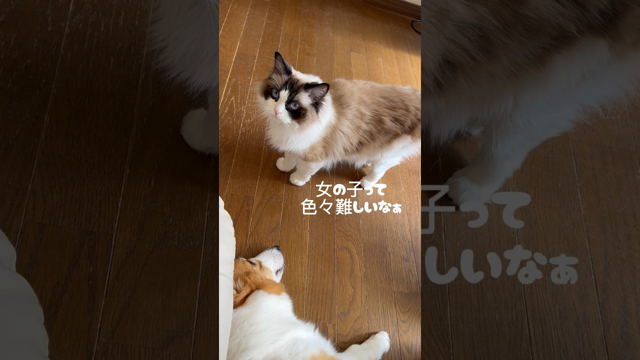 メス猫の尻尾を触った結果がコレ！#コーギー #ラグドール #おもしろ動画