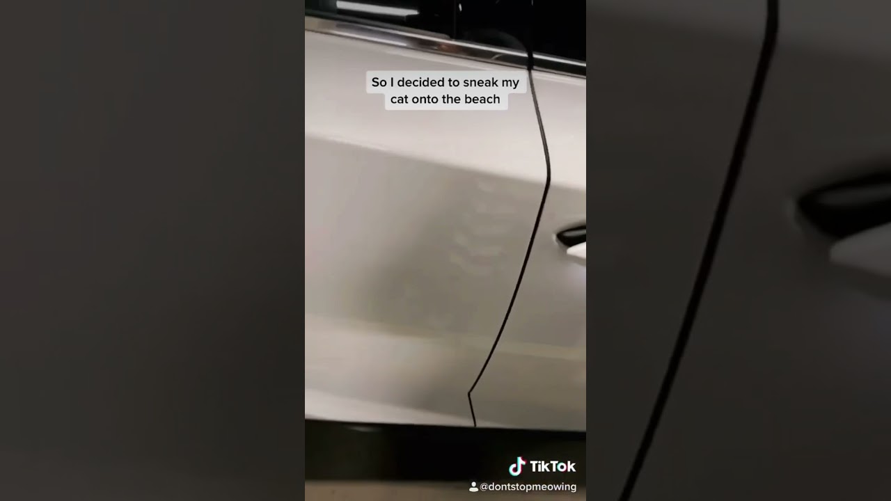 Taking chase to the beach for the first time #shorts