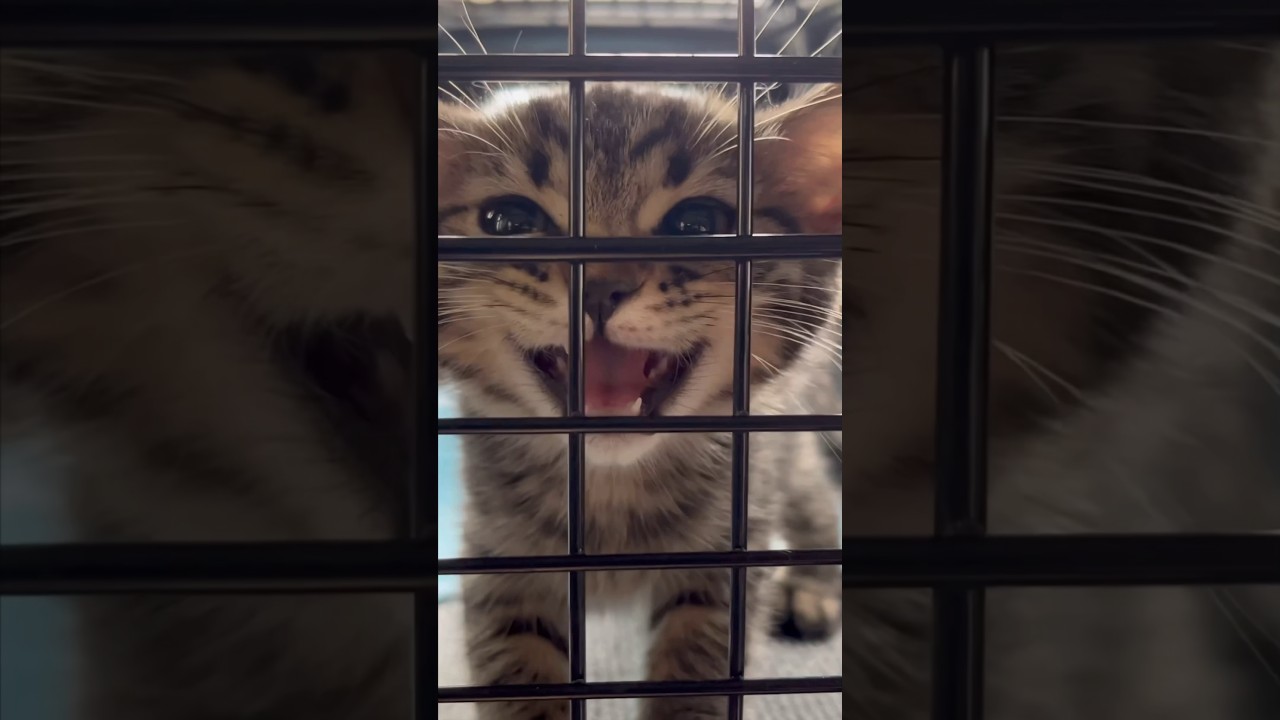 スコティッシュの赤ちゃんを迎えた伝説の日 【猫動画】#shorts