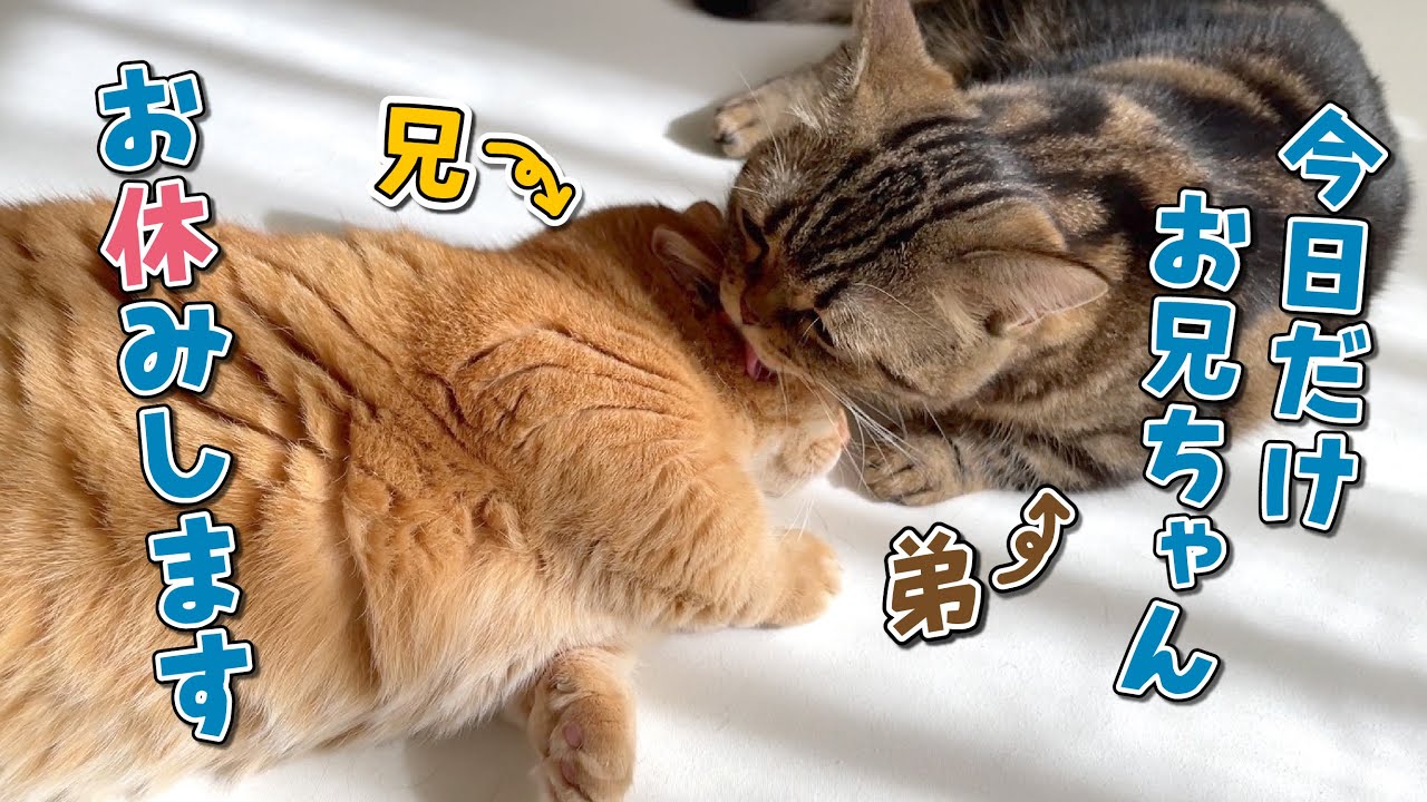 赤ちゃんみたいに甘える10歳の兄猫が可愛すぎる…！