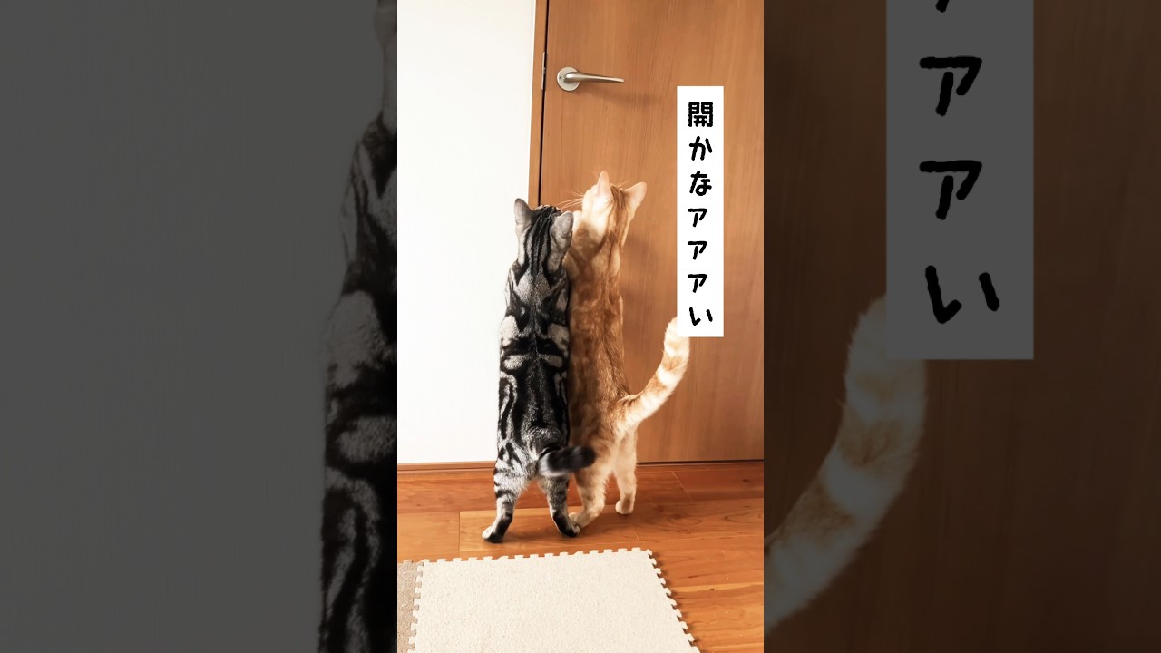 開かないやつ #shorts #猫 #アメショ #アメリカンショートヘア #多頭飼い #cat #しゃべる猫