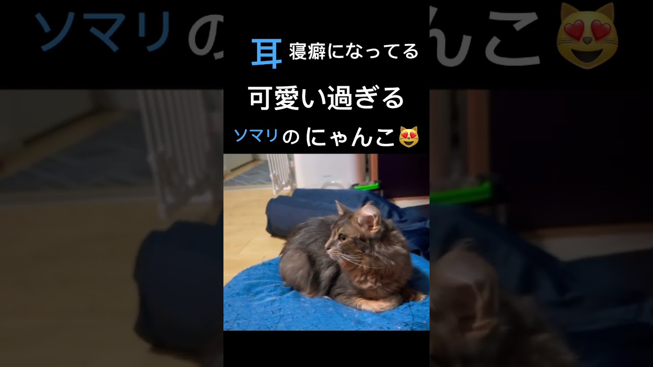 【ソマリ】耳寝癖が可愛いソマリの男の子　雨くん　　#shorts