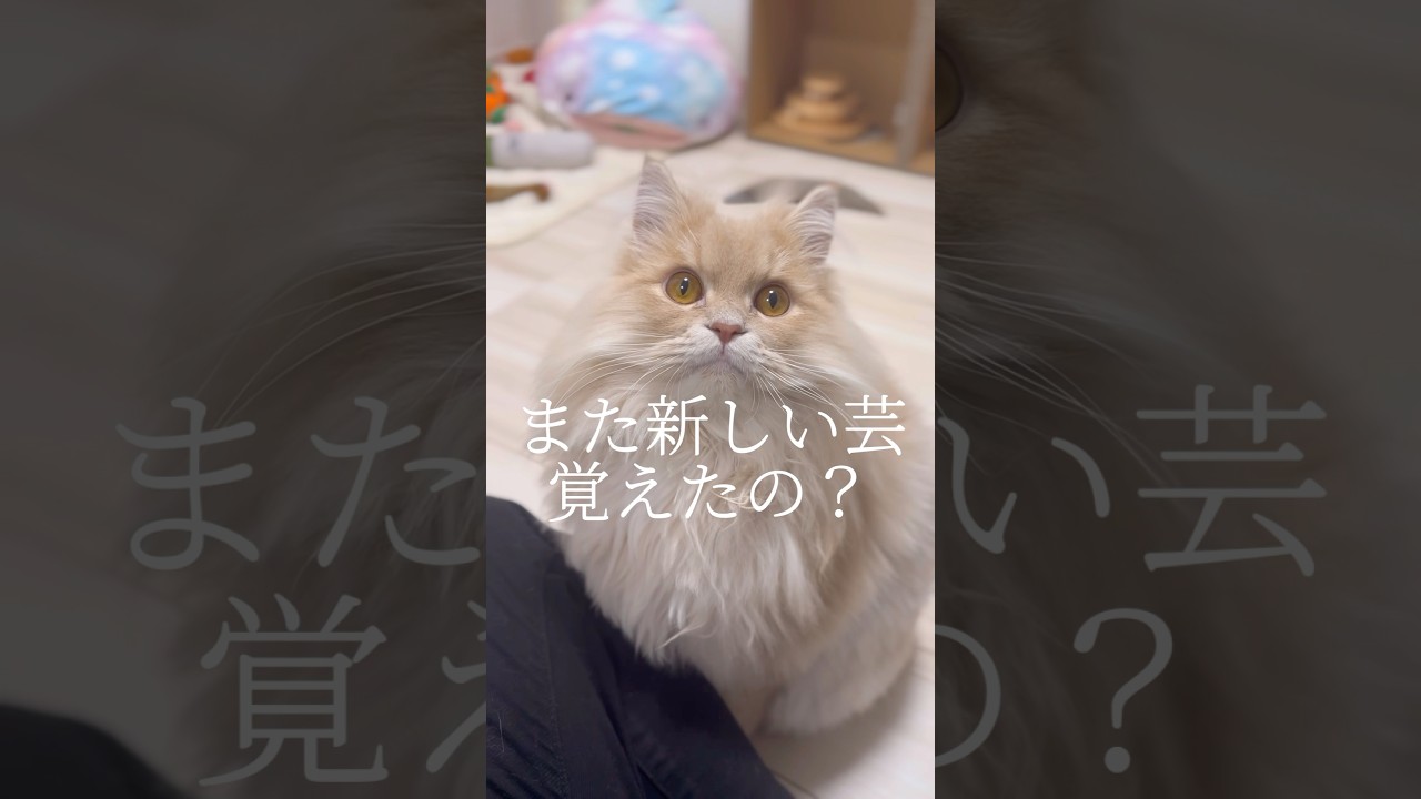 賢すぎるサイベリアンって知ってる？#shorts #猫 #サイべリアン