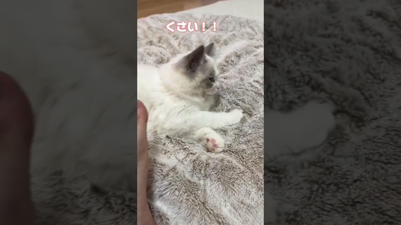 猫の面白いリアクション集🐈#猫 #cat #ラグドール #マンチカン #ペット #shorts
