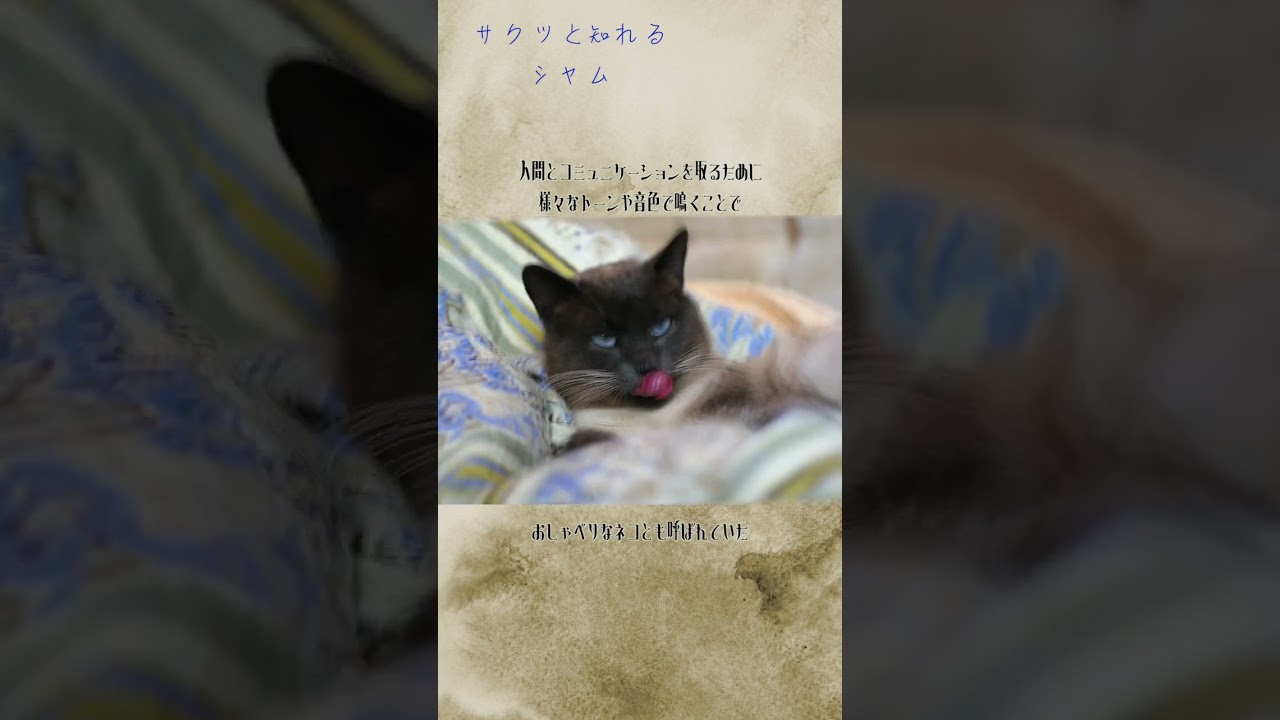 サクッと知れるシャム#shorts #シャム #猫