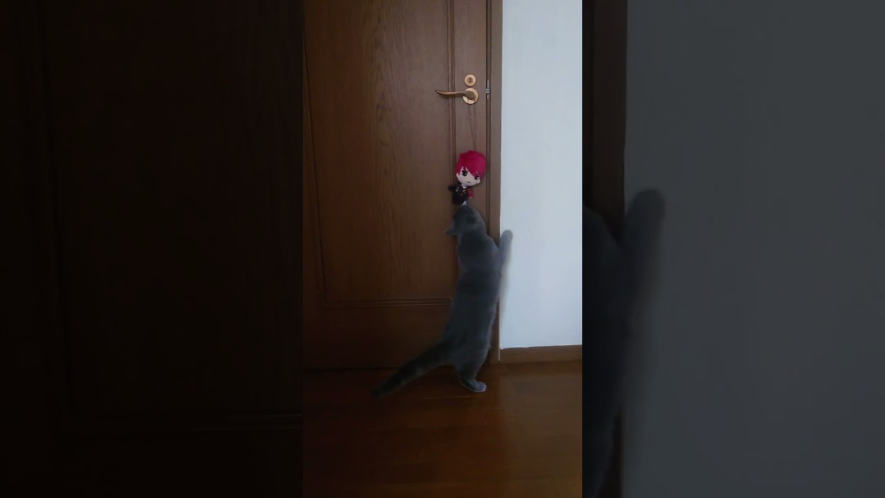 【猫動画】扉を開けたい猫 #shorts #猫 #ネコ #シャルトリュー  #cat  #ねこ #子猫