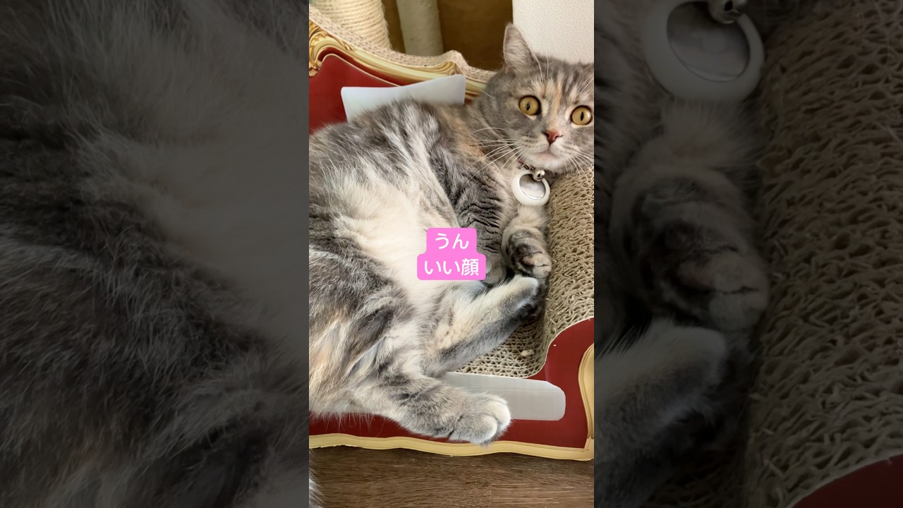 ノリノリの猫が可愛い♯shorts♯cats♯マンチカンThe excited cat is cute