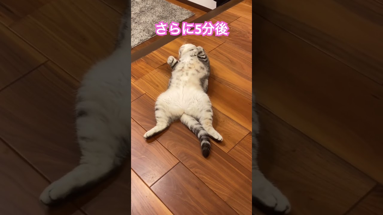 ほら見て〜猫なの〜？#アメショ#アメリカンショートヘア#可愛い猫動画