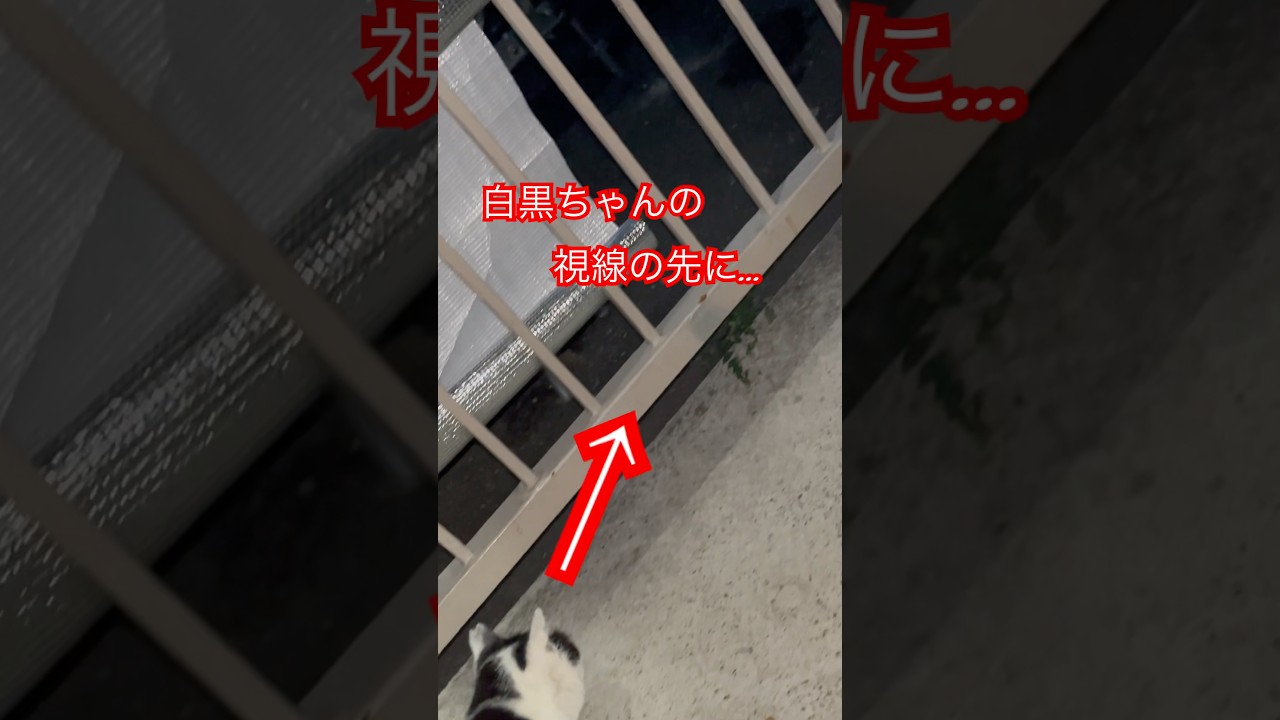 視線の先には…？#cat#short#shorts #japan#日本#ねこ#猫#癒し#猫のいる暮らし#野良猫#猫動画#ショート#白黒猫#おもしろ
