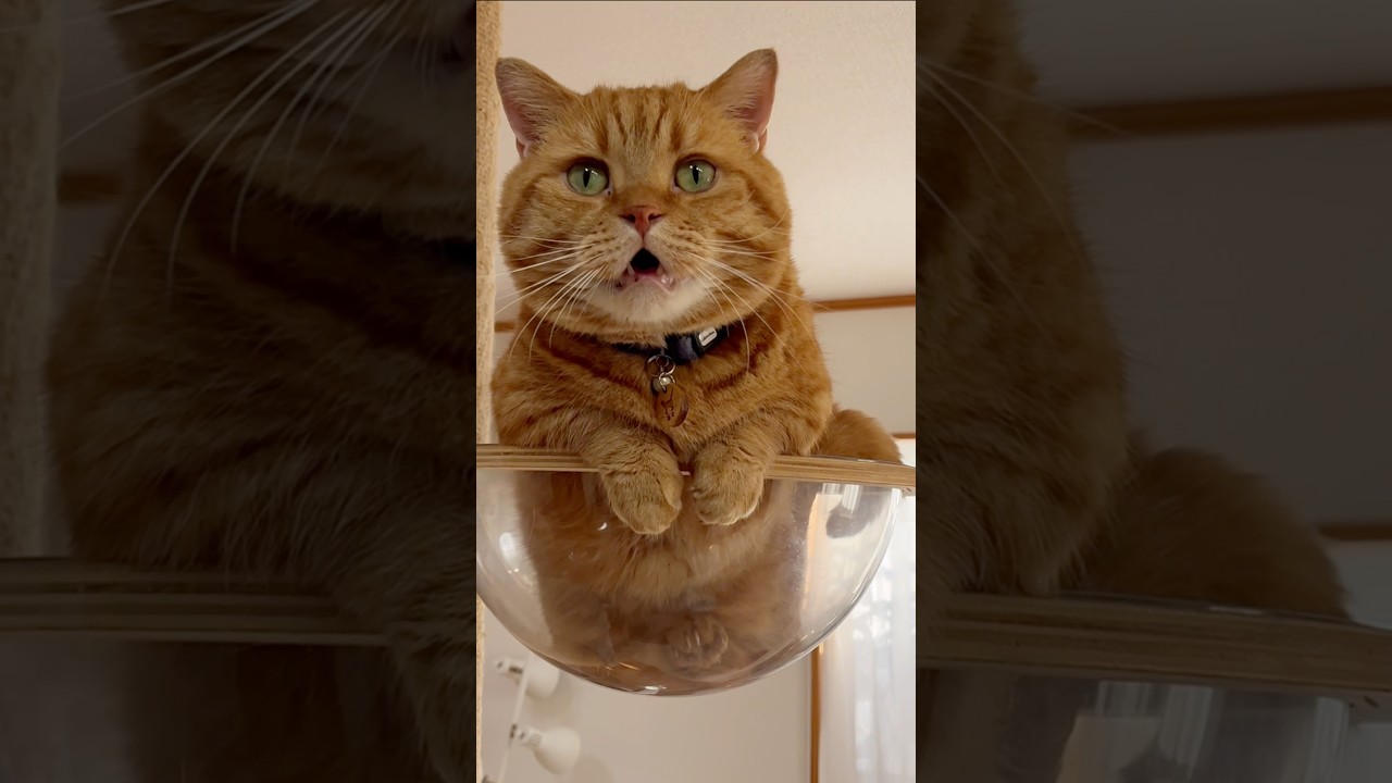 人類になんかメッセージを伝えたかった猫 #マンチカン #shorts