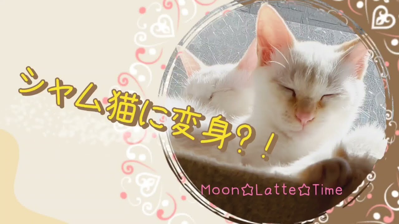 ?！シャム猫に変身したらしぃ?！