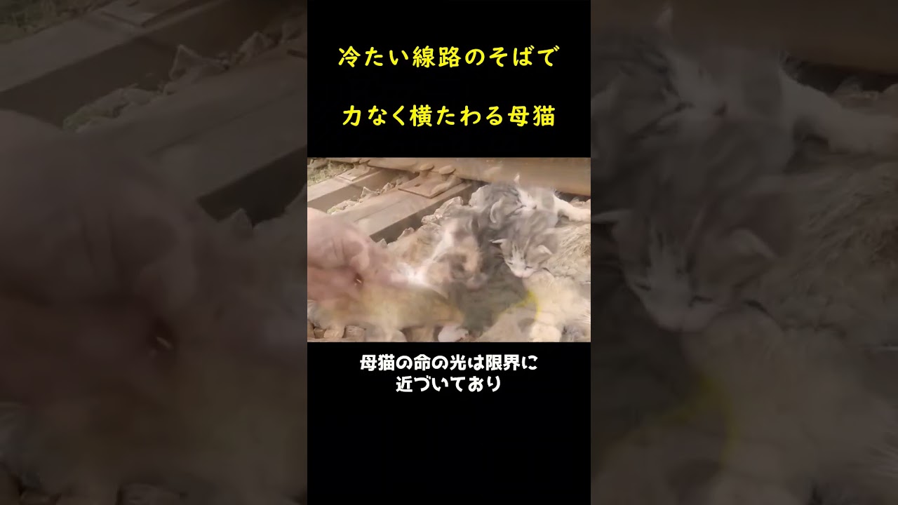 線路に横たわった猫一家！