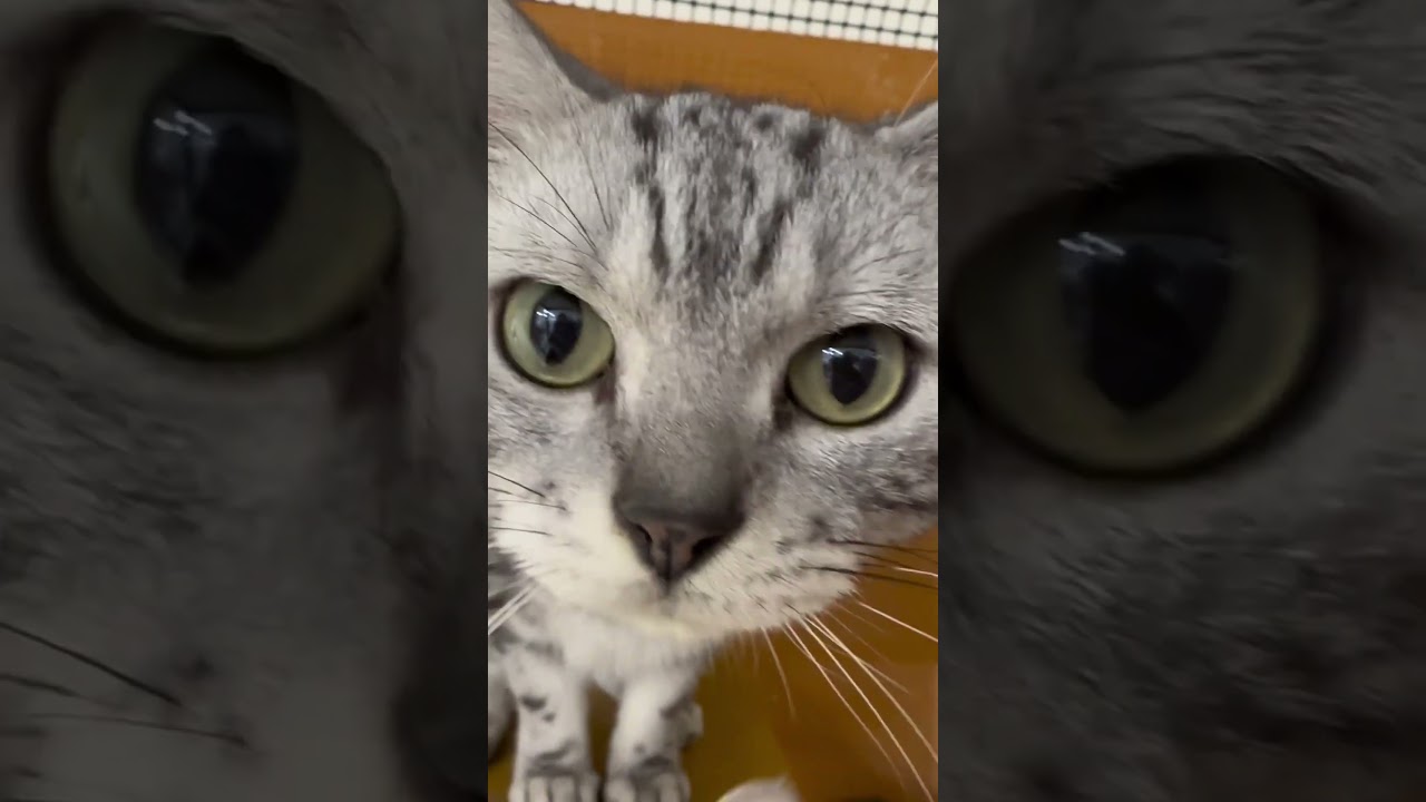 近い🤣 #アメリカンショートヘア #アメショ #ねこかわいい #ねこ動画 #ねこ部 #猫 #猫のいる暮らし #猫好きさんと繋がりたい #いやしねこ #ねこすき #ペットモデル大募集 #shorts