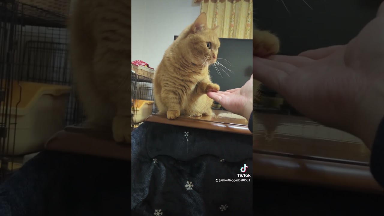 短足猫ルンにお手をさせたい飼い主 #マンチカン #cat