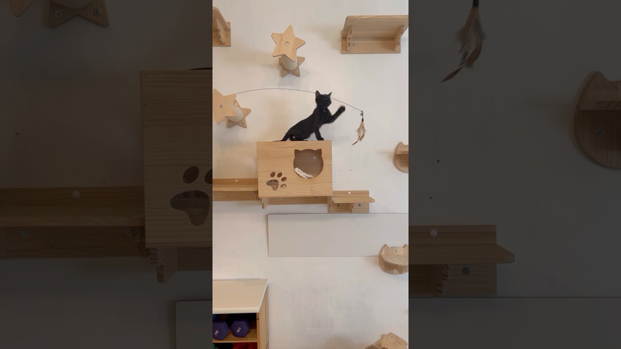 壁の置物みたいな猫ちゃん#保護猫#黒猫#トンキニーズ#猫#ねこ#トンキニーズナチュラルポイント#トンキニーズブルーポイント#子猫