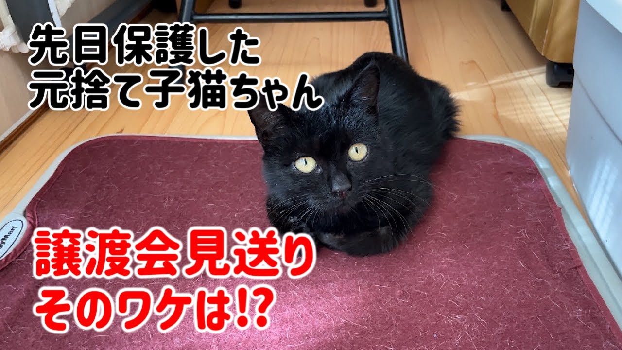 【さなぎちゃんのお知らせ】11月の譲渡会を欠席する理由とは！？