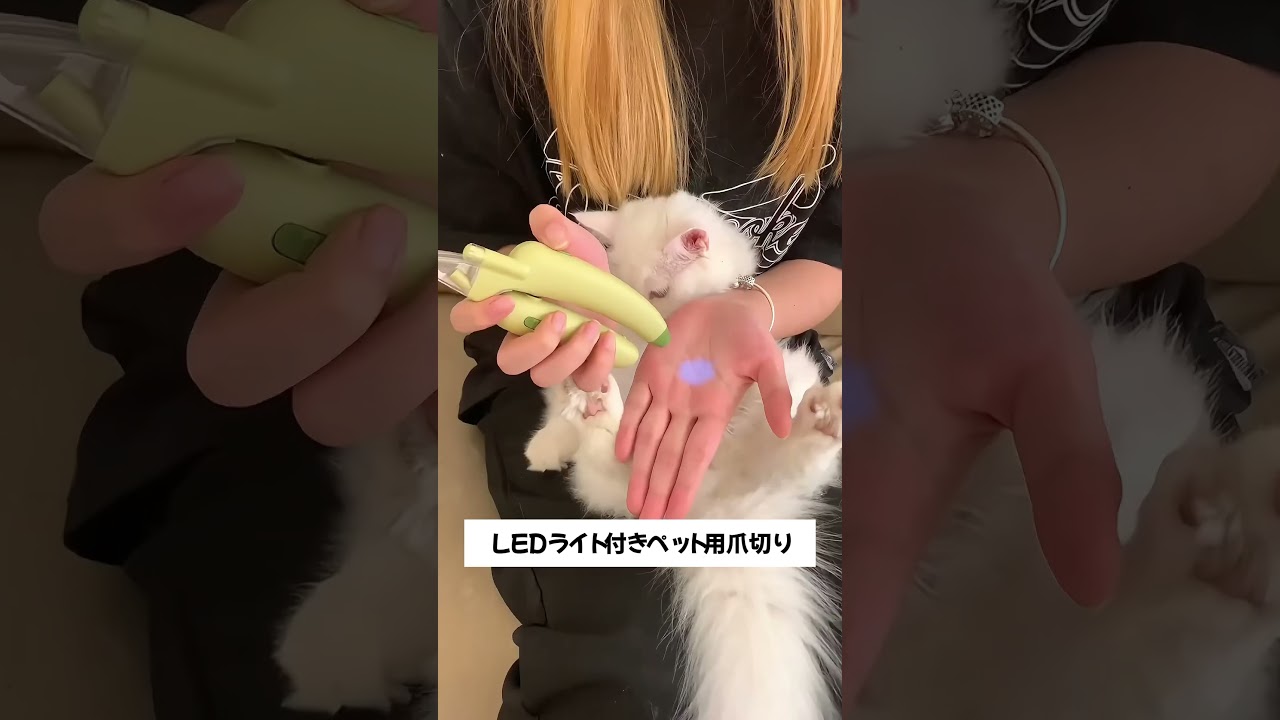 😍とても良い猫用爪切り！#giipet #ペット用品 #ペット#子猫のいる生活 #cat #pets #可愛い  #おもちゃ