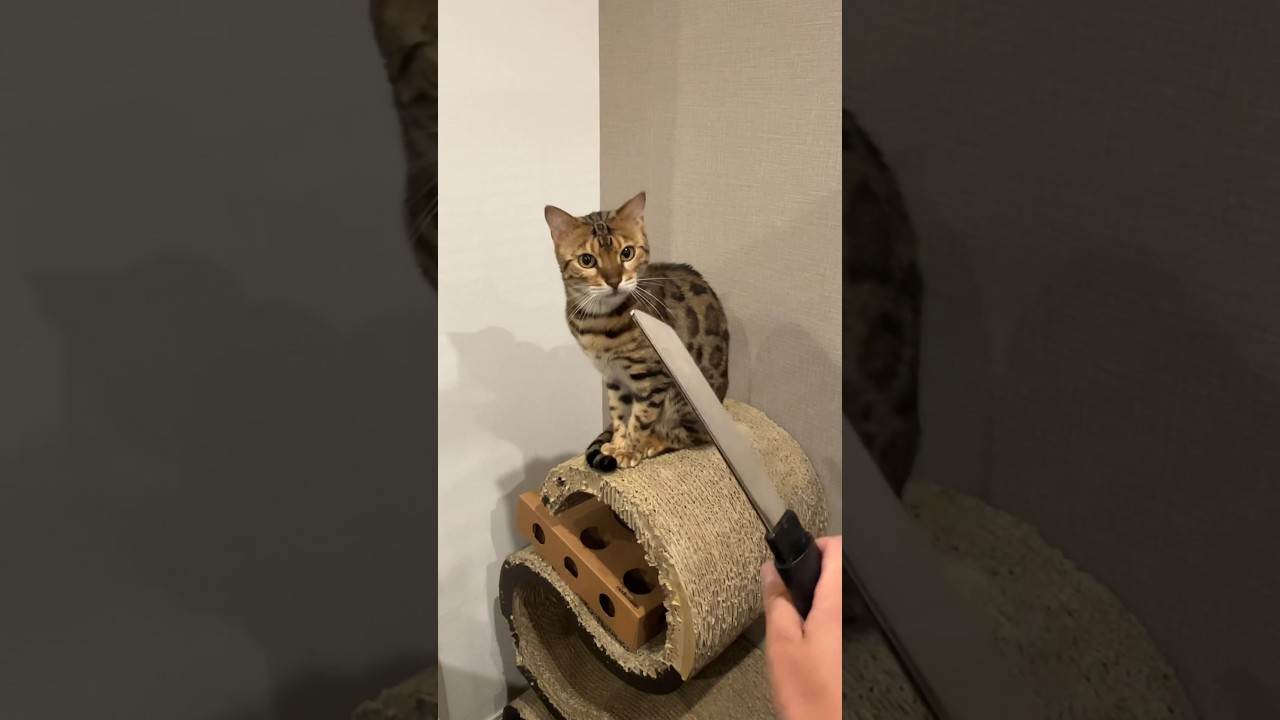 フェイクナイフで猫を刺すとブチギレられるらしい　#ルトロゼ #cat #ベンガル
