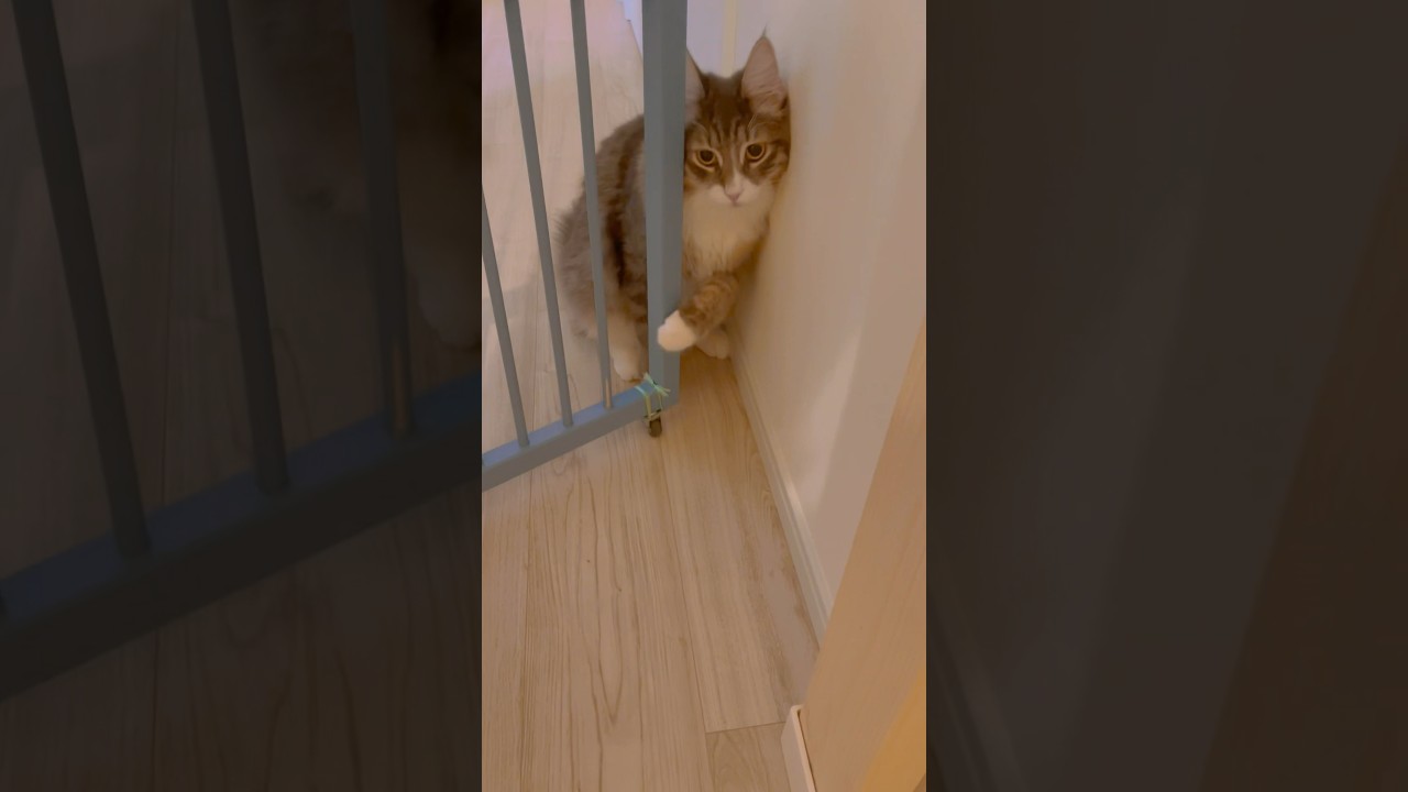 扉を開けるにゃんこ🦁 #サイベリアン #ミヌエット #cat #猫 #にゃんこ #고양이 #サイベリアンフォレストキャット