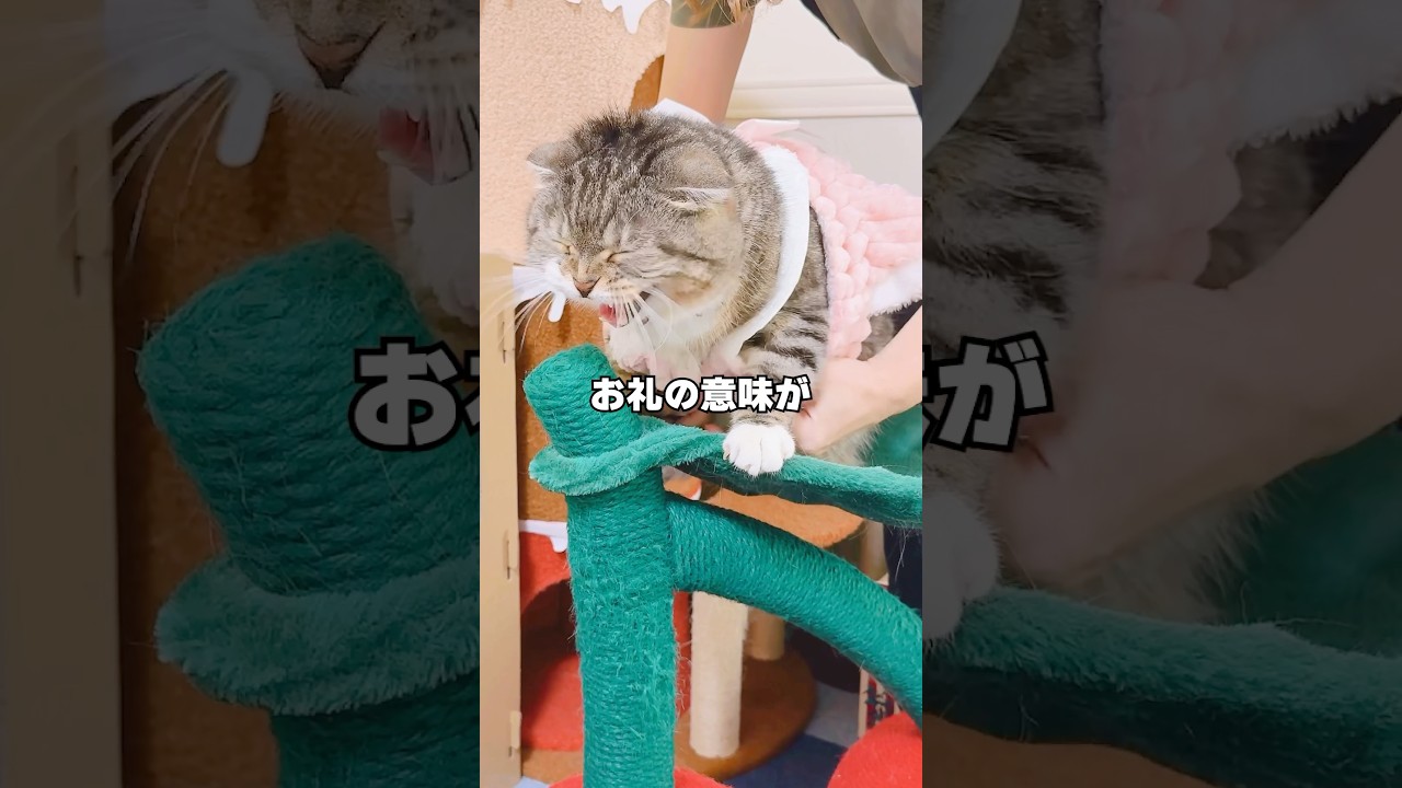 猫語を再翻訳した飼い主の末路がコチラ🤣🤣🤣 #猫