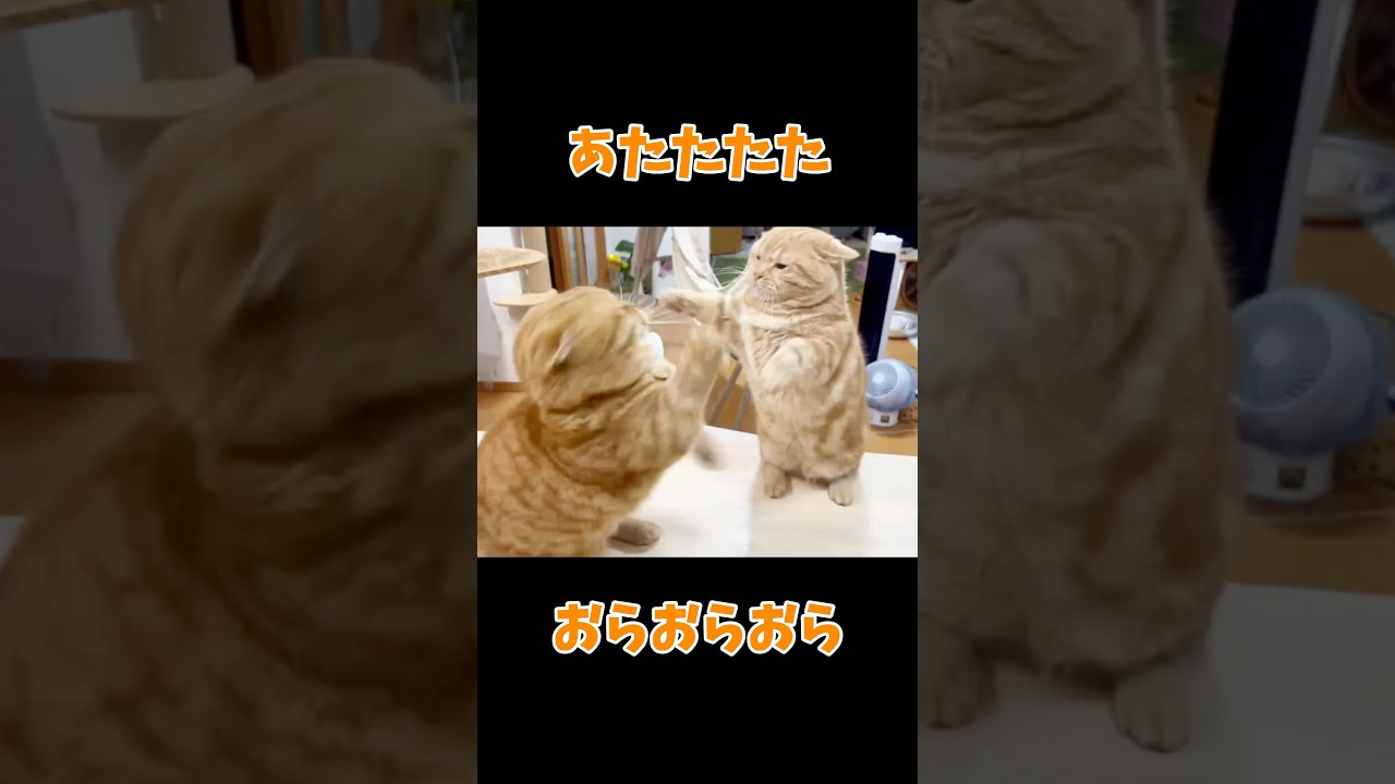 マンチカンマンチカン #猫 #shorts