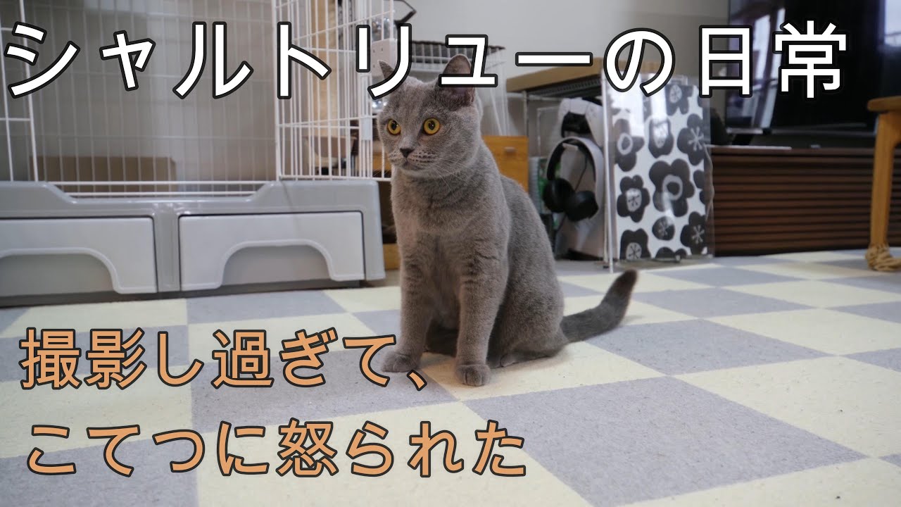 シャルトリューの日常。最後は怒られた