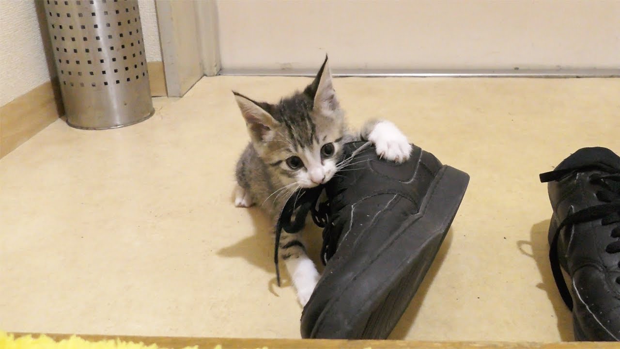 スニーカーに大興奮して遊びまくる子猫が可愛すぎましたw