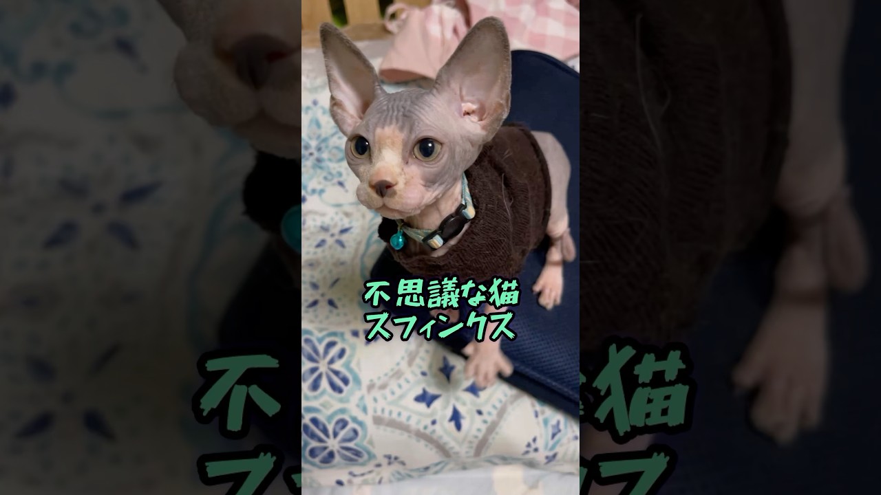 スフィンクス猫チャイ大人になる#shortst #cat #sphynx