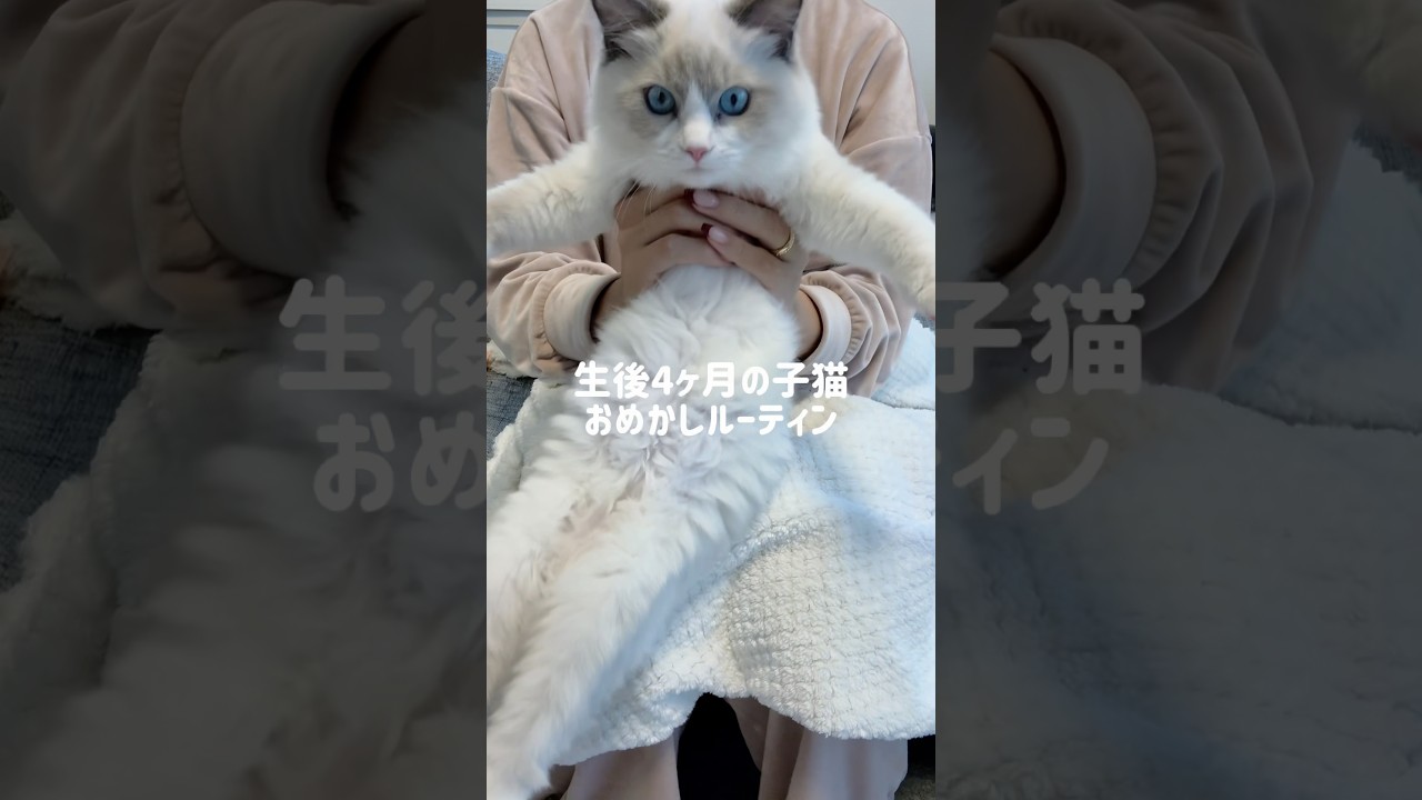 大人しくお手入れさせてくれる優秀な子猫🐱🤍#ラグドール#ラグドール子猫#ブルーポイントバイカラー#子猫#猫#猫のいる暮らし#猫のいる生活#ragdoll#cat#kitty#kitten
