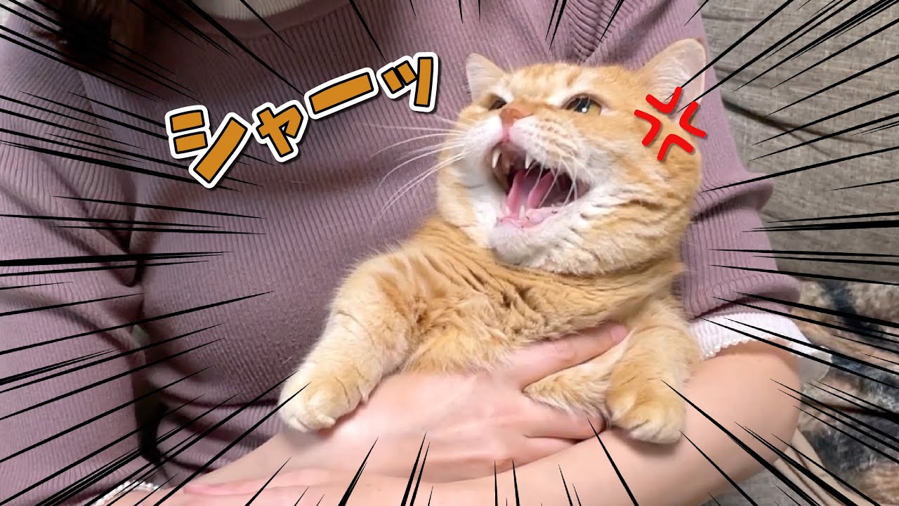 超高速猫パンチされた姉がリベンジしに会いに来た結果…！？