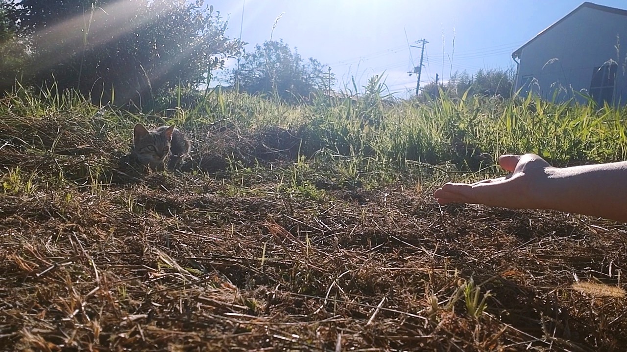 蛇に噛まれた…？先住犬が見つけた野良猫【子猫の保護】