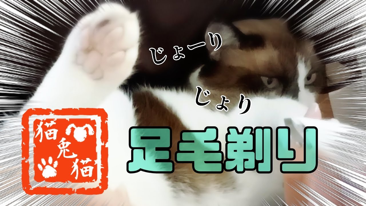 【おっとり猫】足裏バリカン使ってみた〜[Gentle cat] I tried using a foot clipper〜 #にゃんとにゃん #保護猫 #肉球大好き #スノーシュー猫 #猫のいる生活
