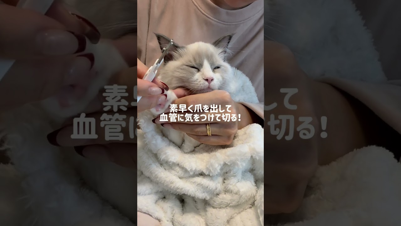 大人しく爪切りさせてくれる子猫さん🐱 ラグドール#ラグドール子猫#ブルーポイントバイカラー#子猫#猫#猫のいる暮らし#猫のいる生活#ragdoll#cat#kitty#kitten#ねこのいる生活