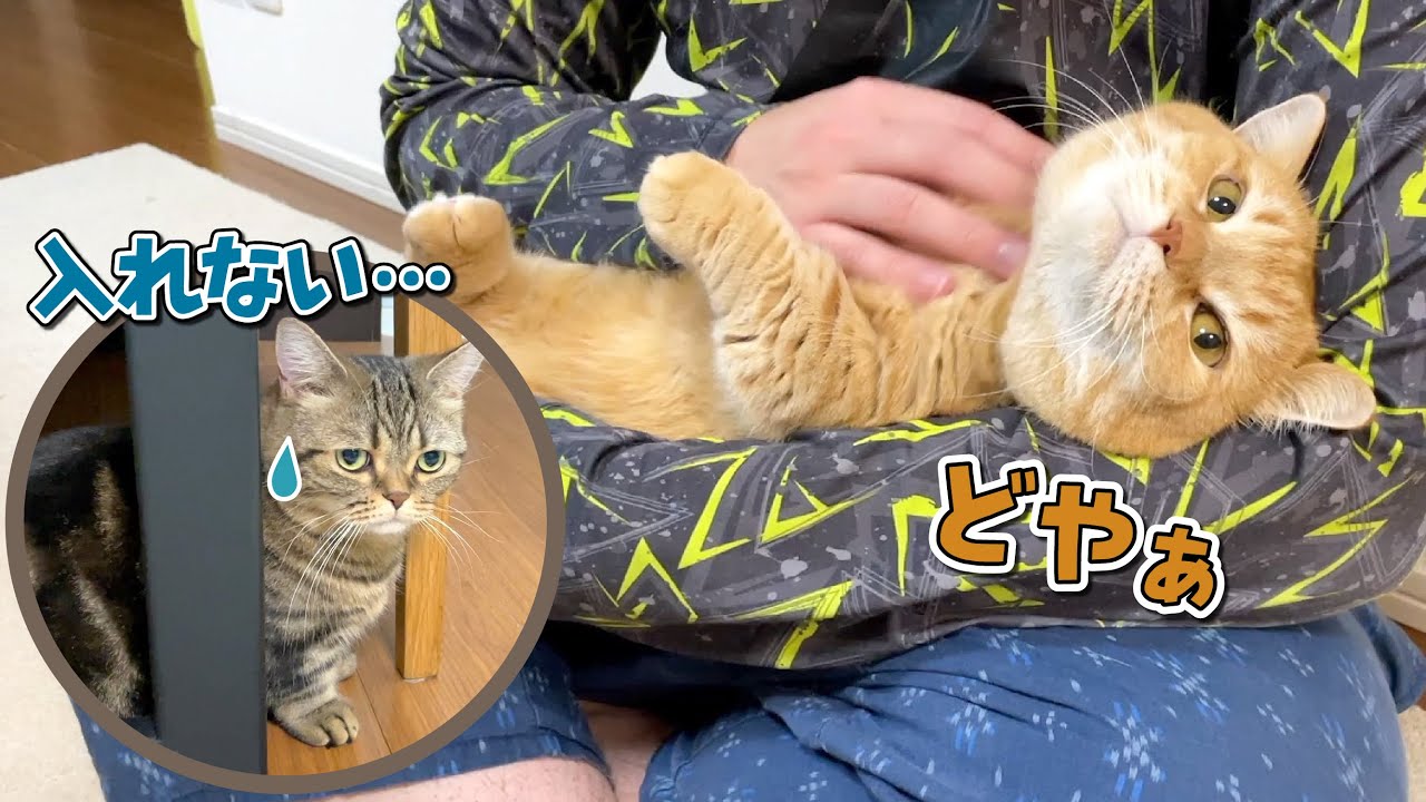 弟猫がパパに甘えてたら兄猫に横取りされちゃいました…！