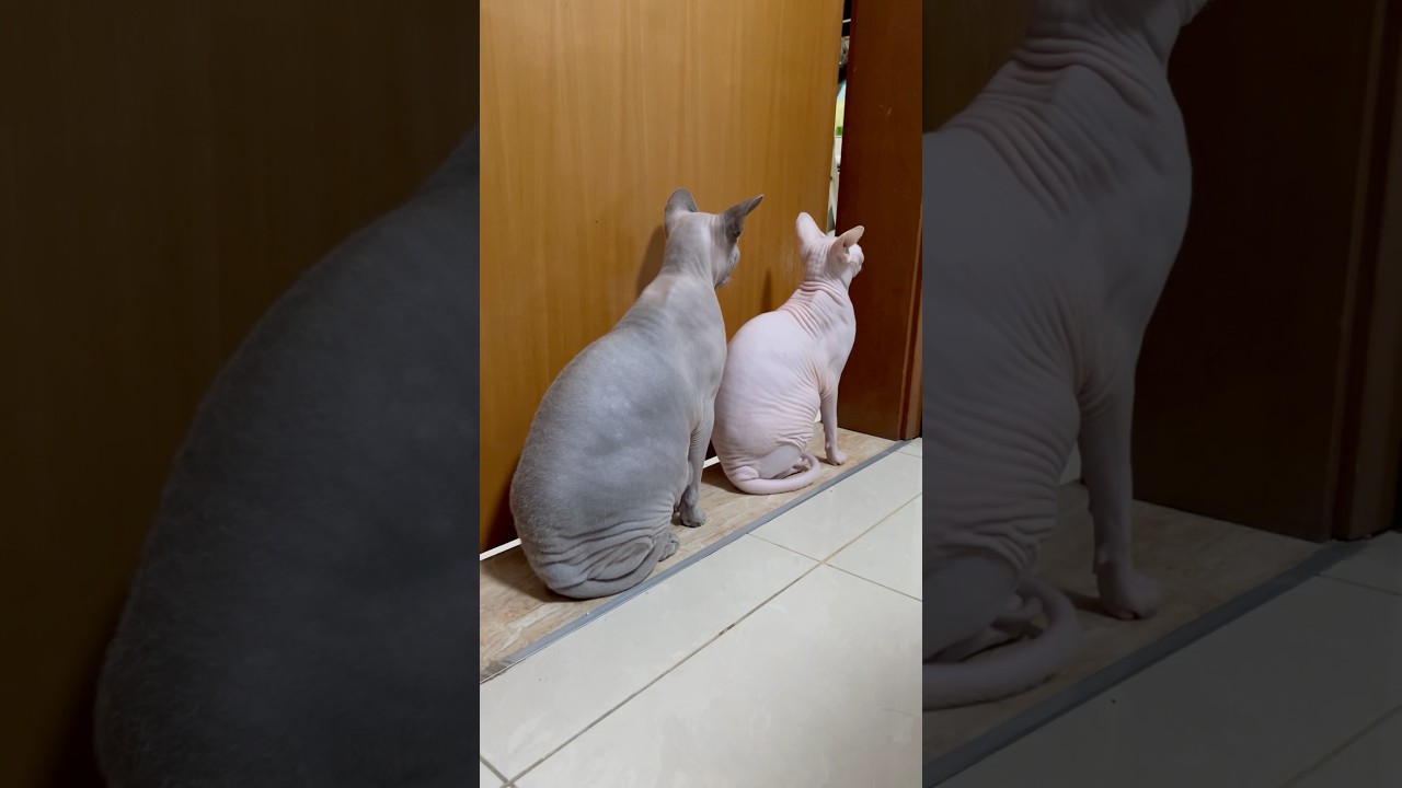 縦列毛無し猫【スフィンクス猫】