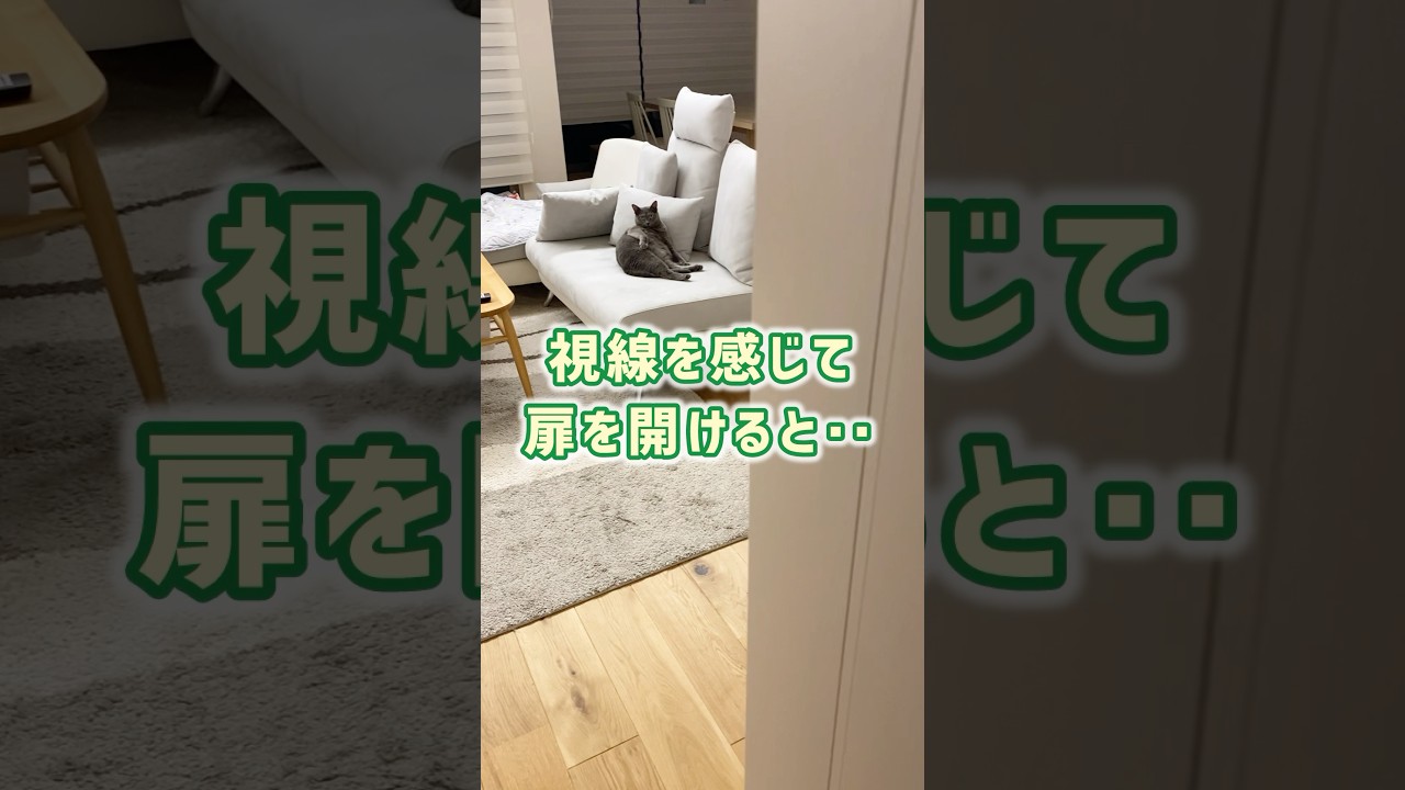 貫禄ありすぎ‥😅💕 #保護猫 #ロシアンブルー #cat