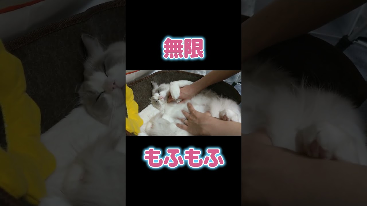 無限もふもふ #shorts #猫 #ねこ #ラグドール #cat #ragdoll #癒し #ほのぼの #もふもふ #モフモフ