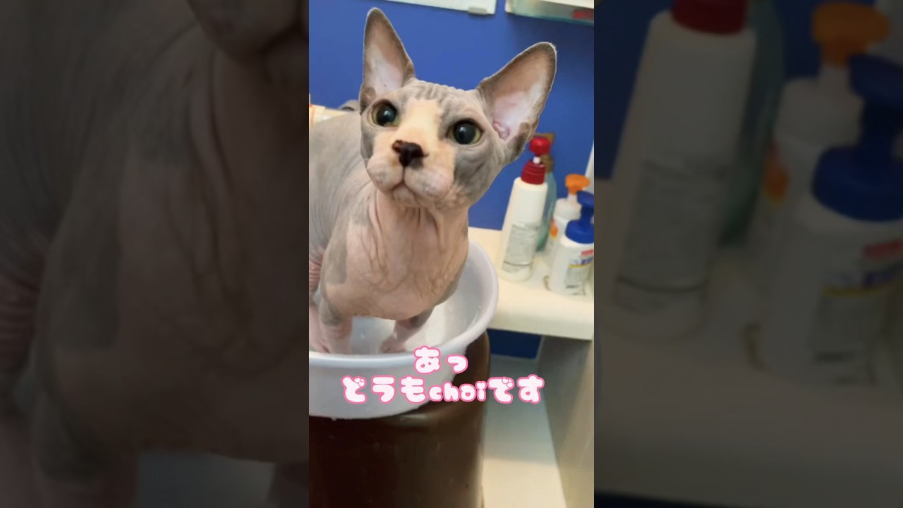 スフィンクスは汗っかきで、汚れがひどいので大変です。#shorts #cat #猫
