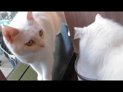 【水を飲むラガマフィン猫!】猫カフェMOCHA秋葉原店　水を飲む毛足の長いラガマフィン猫を見る白猫「マンチカン猫」