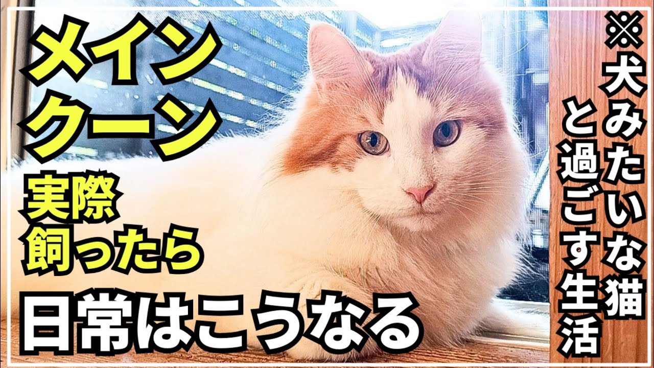 マイペースすぎる大型猫メインクーンと過ごす日常【2024秋】
