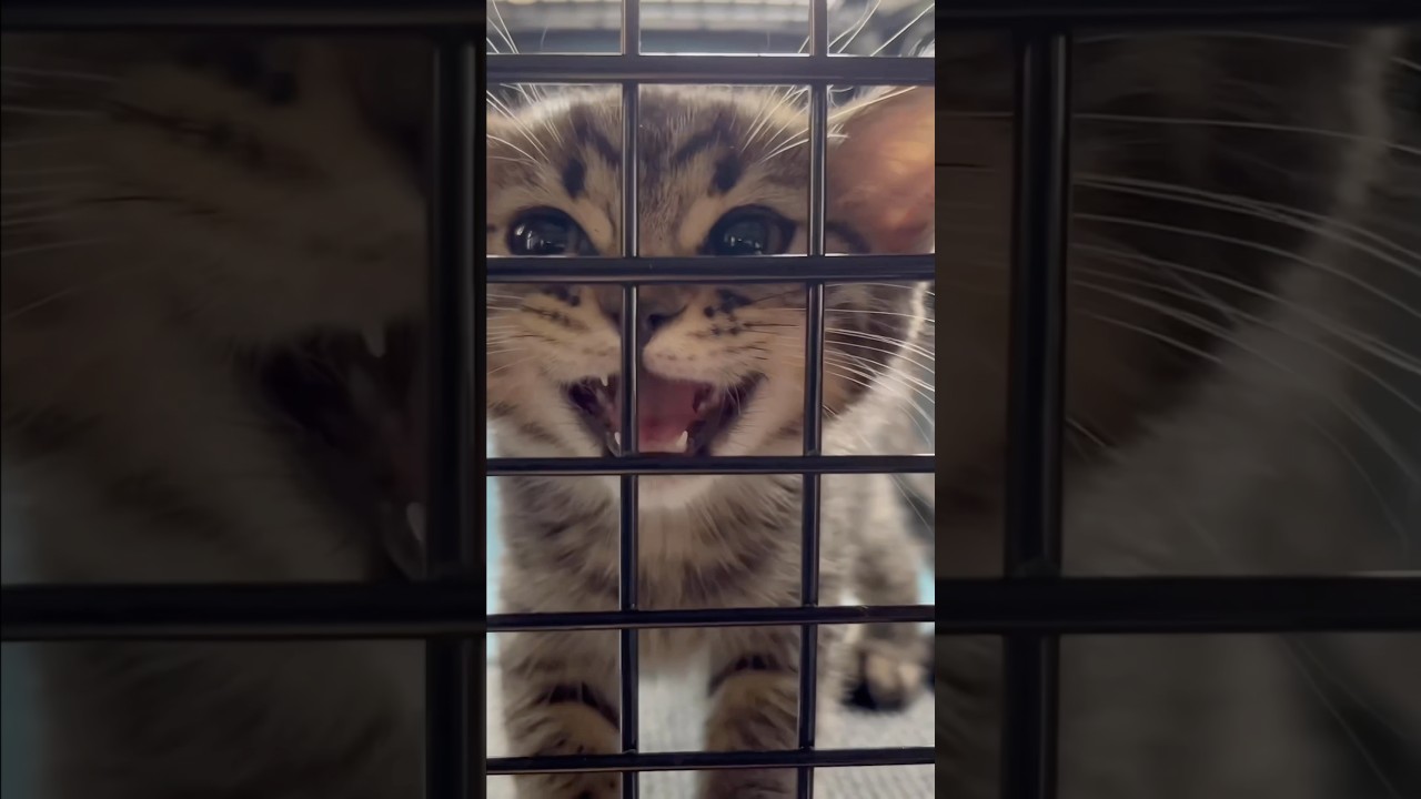【猫動画】スコティッシュの子猫を迎えた伝説の日 #shorts