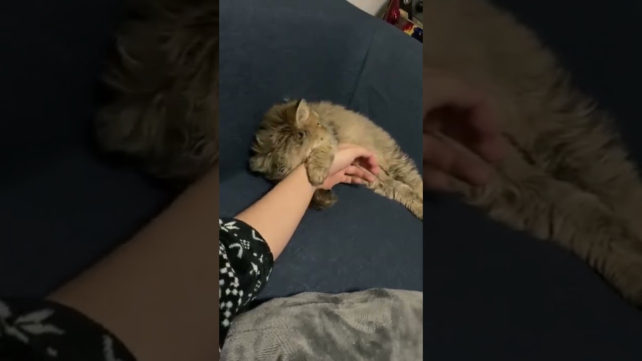 君しか勝たん｜チンチラゴールデン｜チンチラペルシャ猫｜可愛すぎる猫｜SNSでばずった動画