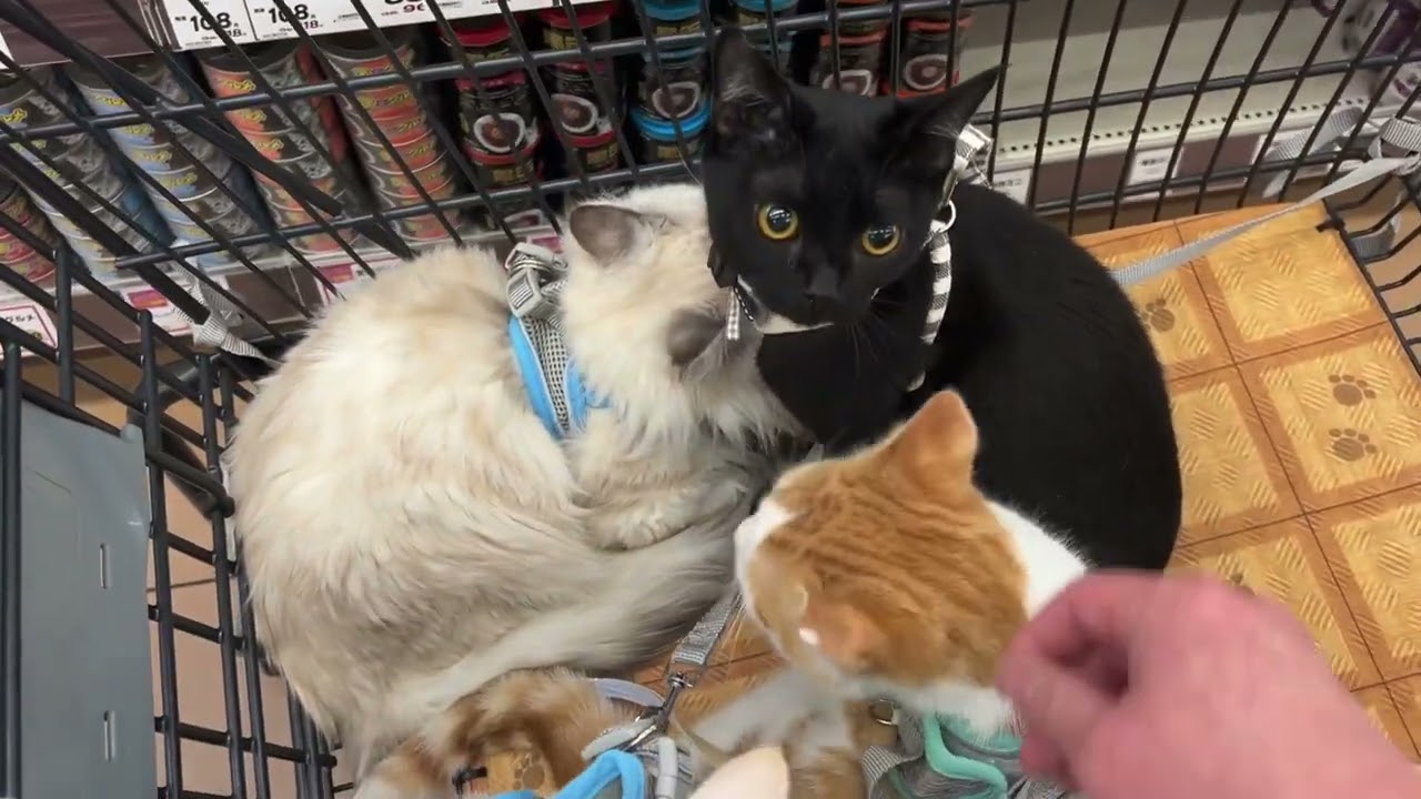 【ナナハチ’s ROOM】猫缶買うぞ！サイベリアン☆ボンベイ☆ミヌエット　20241111